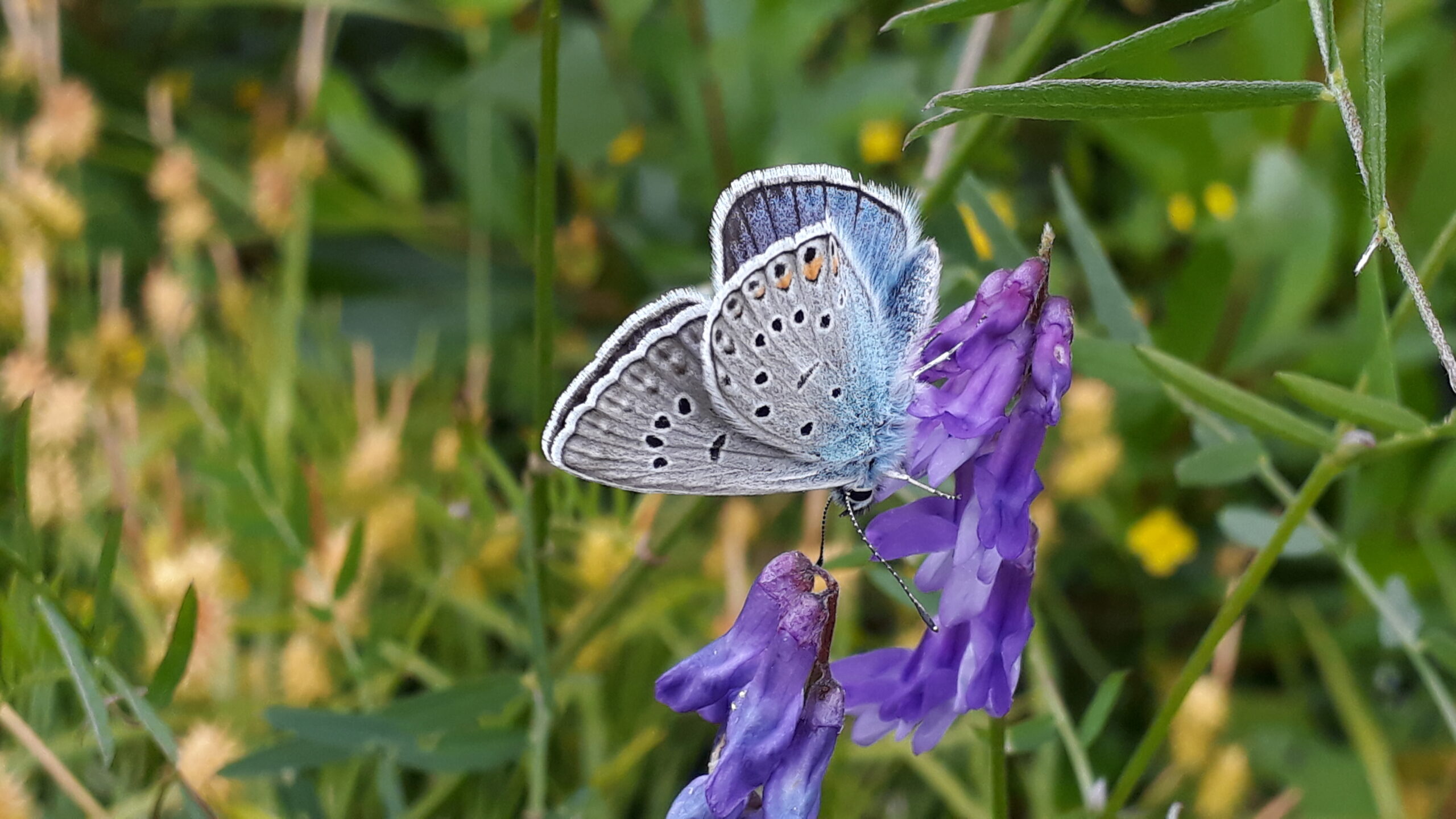 Silverblåvingen och de flesta andra blåvingar har minskat i antal i år. Foto: Mikko Kuussaari / Finlands miljöcentral
