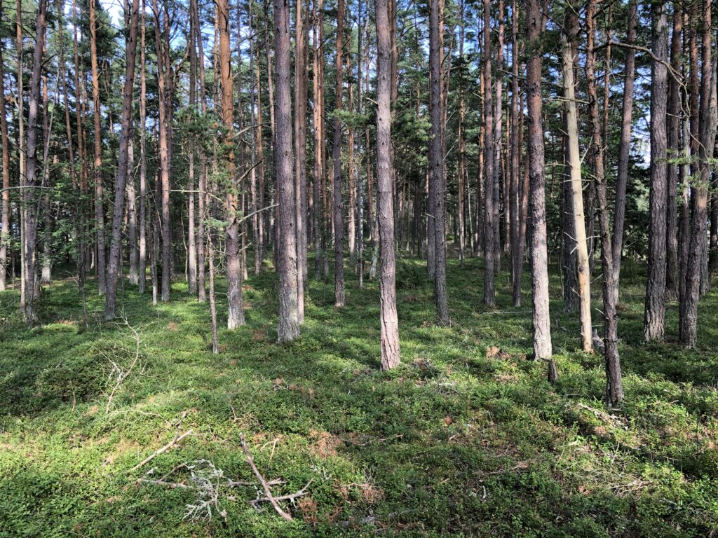 Stärkta kolsänkor gynnar den ekonomiska tillväxten, enligt Konestiftelsens nya utredning. Foto: Mikael Sjövall