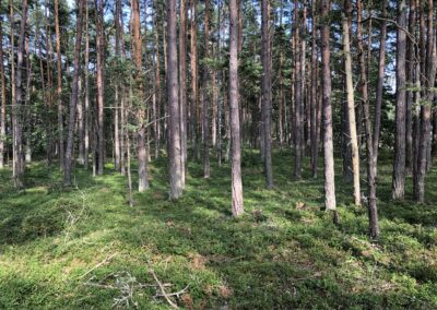 Konestiftelsen: En progressiv klimatpolitik gynnar den ekonomiska tillväxten