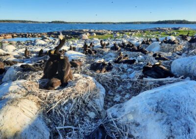Skarvpopulationen minskade i somras