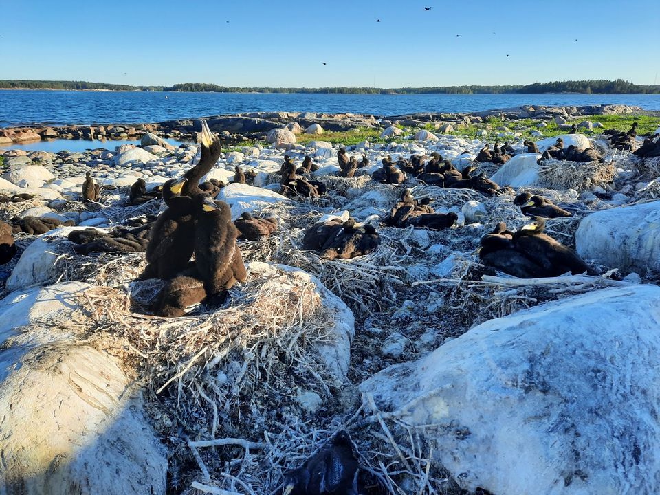 Antalet skarvbon minskade med en femtedel i Kvarken i somras. Foto: Pekka Rusanen