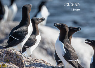 Finlands Natur 3/2025, höst