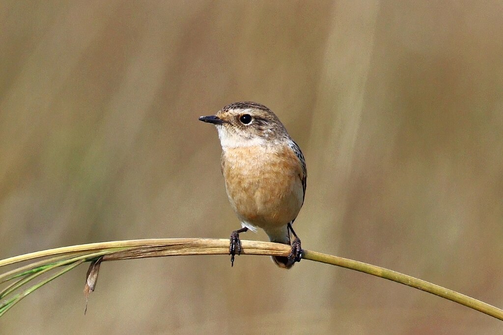 Till helgens ovanligare iakttagelser hörde observationer av vitgumpad busksvätta på Kökar, rapporterar Birdwatch Finland. Foto: Wikimedia Commons / Charles J. Sarp