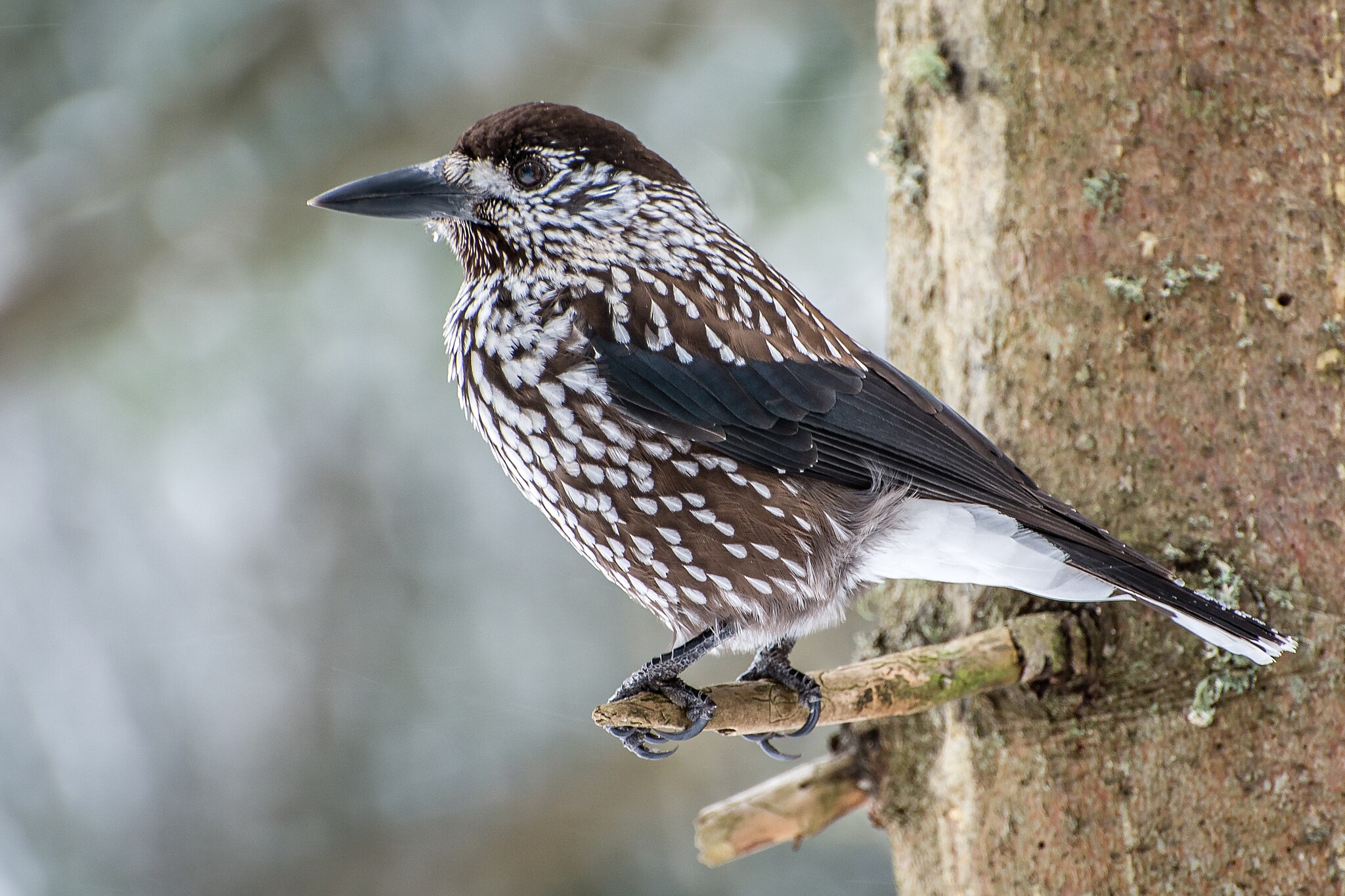 Den smalnäbbade nötkråkan invaderar Finland österifrån vissa höstar. Foto: Wikimedia Commons / Kuhnmi