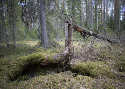 Miljöorganisationer lanserar hårdbevakning av naturskog