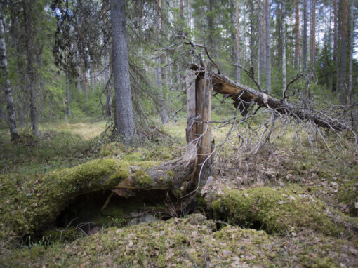 Miljöorganisationer lanserar hårdbevakning av naturskog