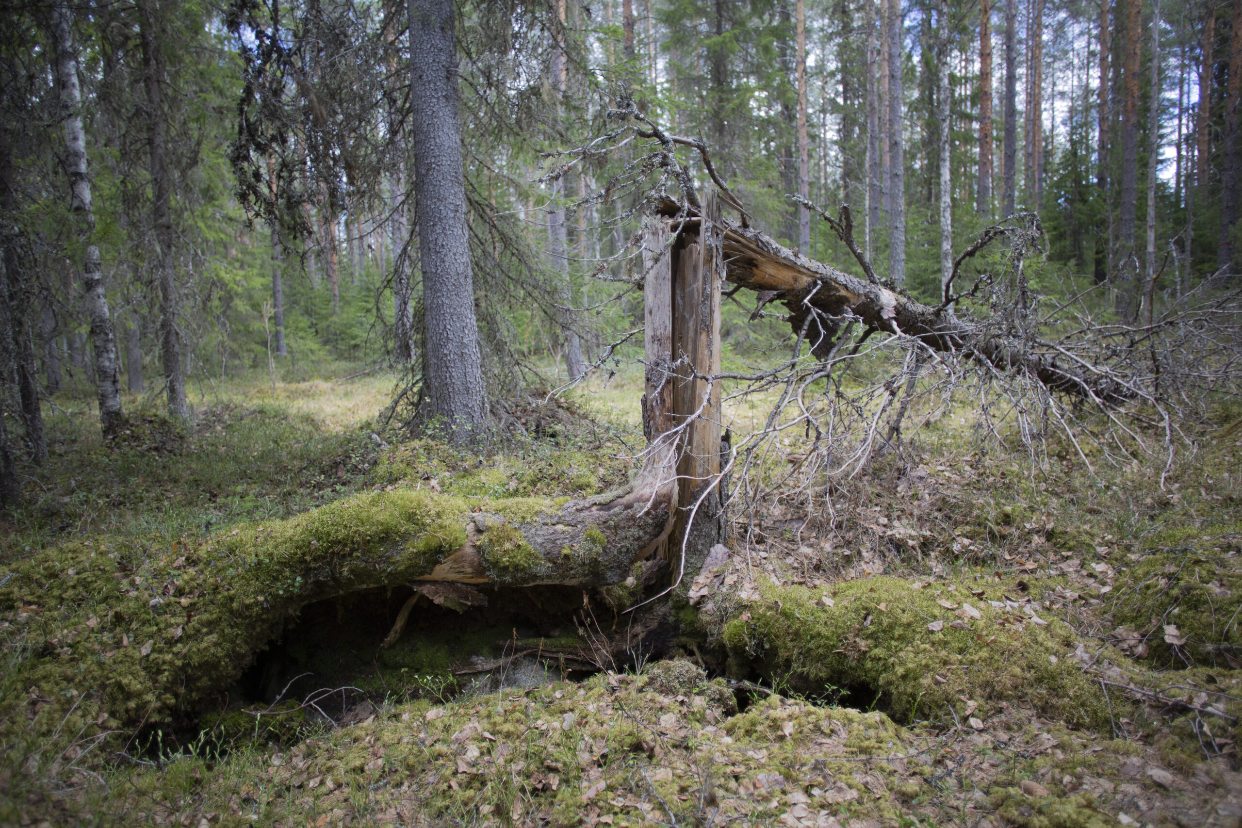 Skogsvakten Elina Ilves bevakar den skyddsvärda skogen i Säkkisenneva, Kivijärvi. Området hotas av kalhyggen. Foto: Iida Liimatainen