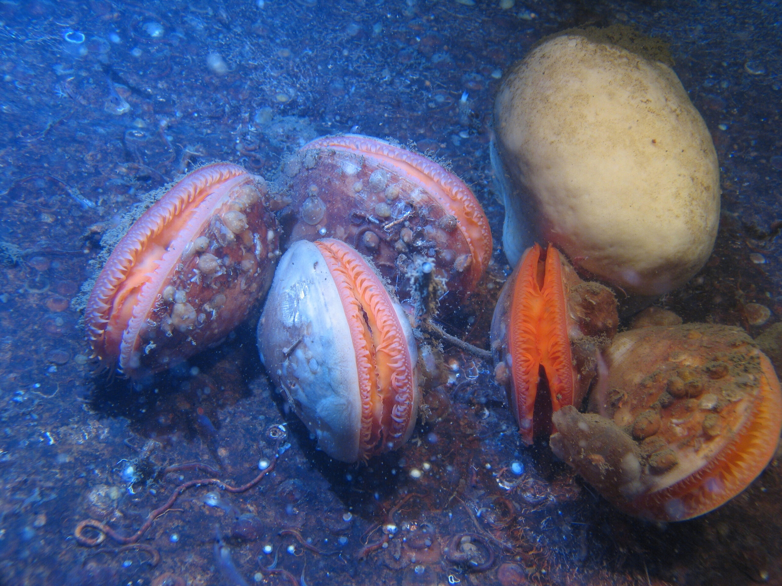 Limamusslan tar skada av klimatförändringen och varmare havstemperaturer. Foto: Tomas Lundälv