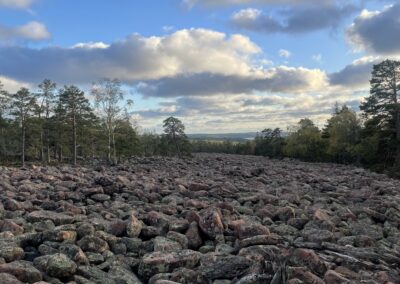 Fladdermöss övervintrar ofta i stenrösen