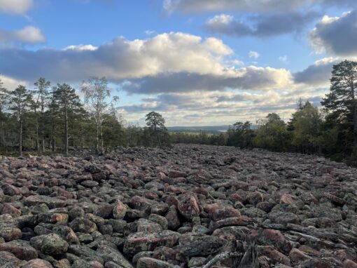 Fladdermöss övervintrar ofta i stenrösen