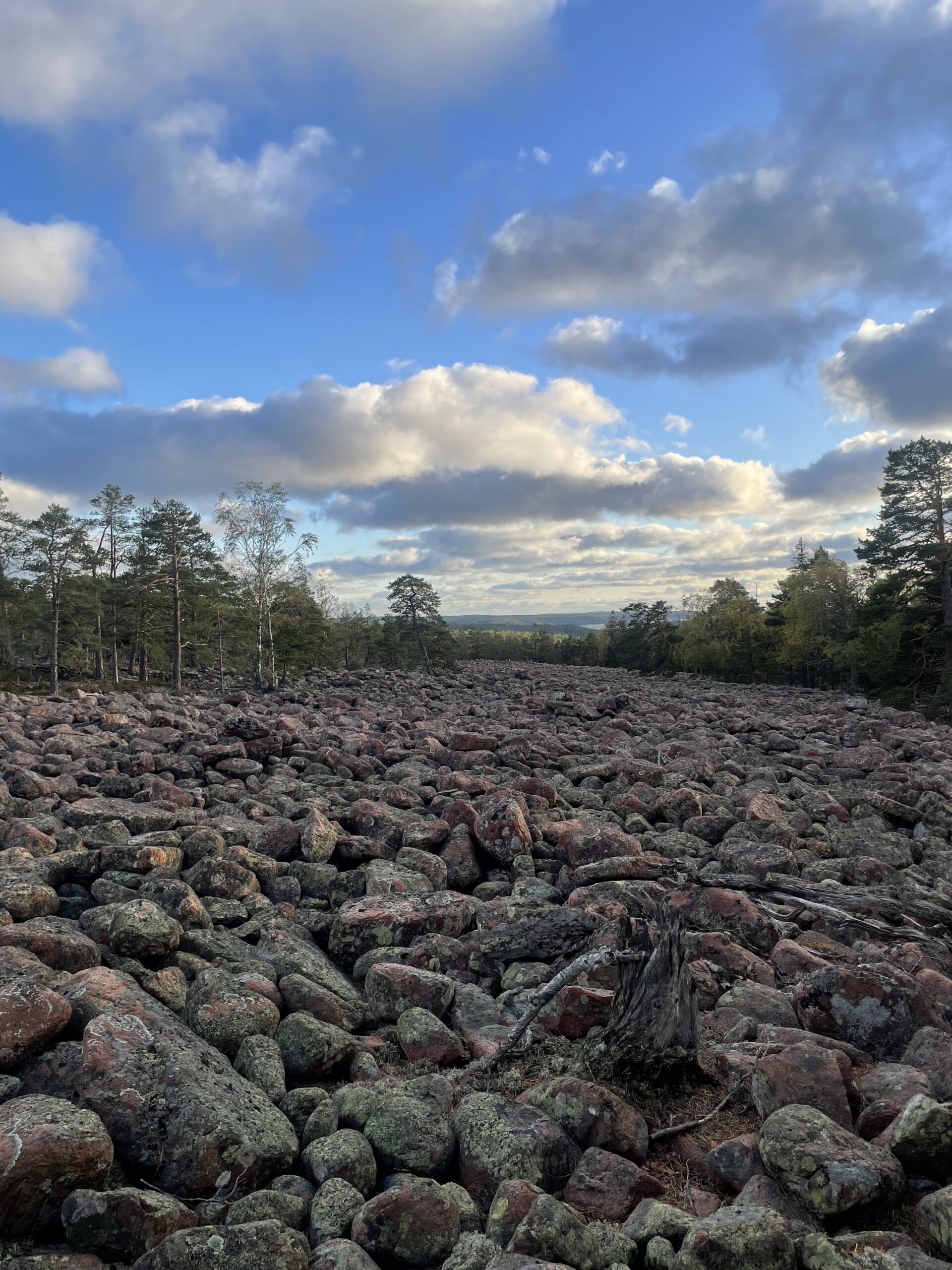 Fladdermössen övervintrar gärna i så kallade klapperstensfält som i folkmun kallas för djävulsåkrar, avslöjar ny forskning. Foto: Anna Blomberg