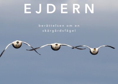 Ode till en skärgårdsfågel 