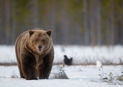 Över 67 000 observationer av stora rovdjur i år