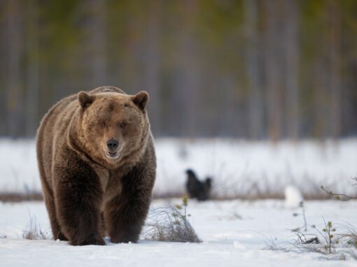 Över 67 000 observationer av stora rovdjur i år