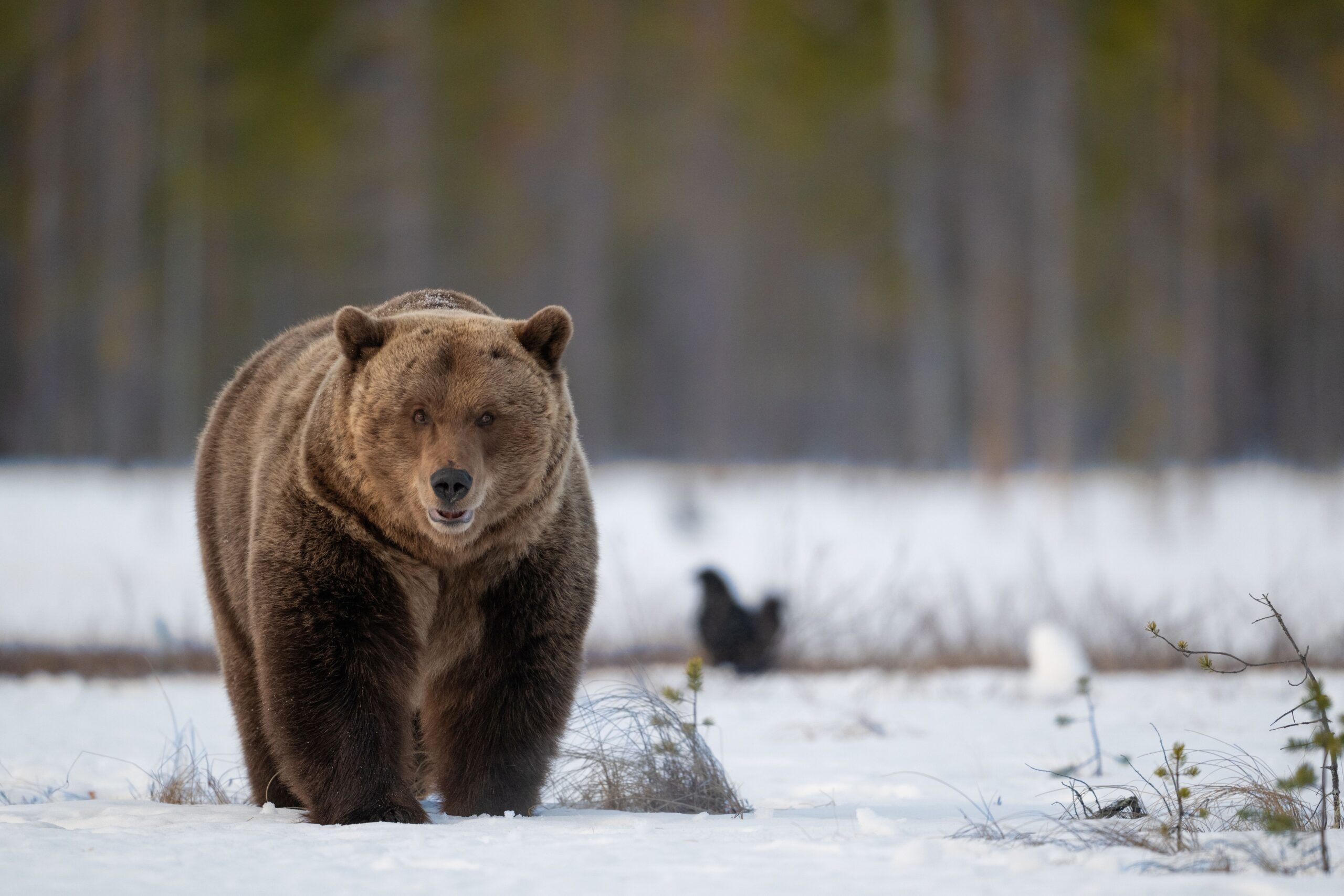 Observationerna av bj&ouml;rnar har i &aring;r f&ouml;rdubblats i j&auml;mf&ouml;relse med &aring;ret innan. Foto: Mats Westerbom