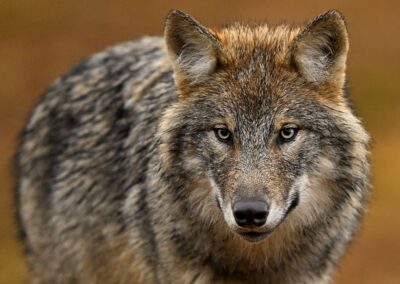 Nu börjar insamling av dna-prover på varg