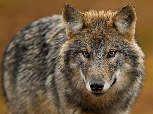 Nu börjar insamling av dna-prover på varg