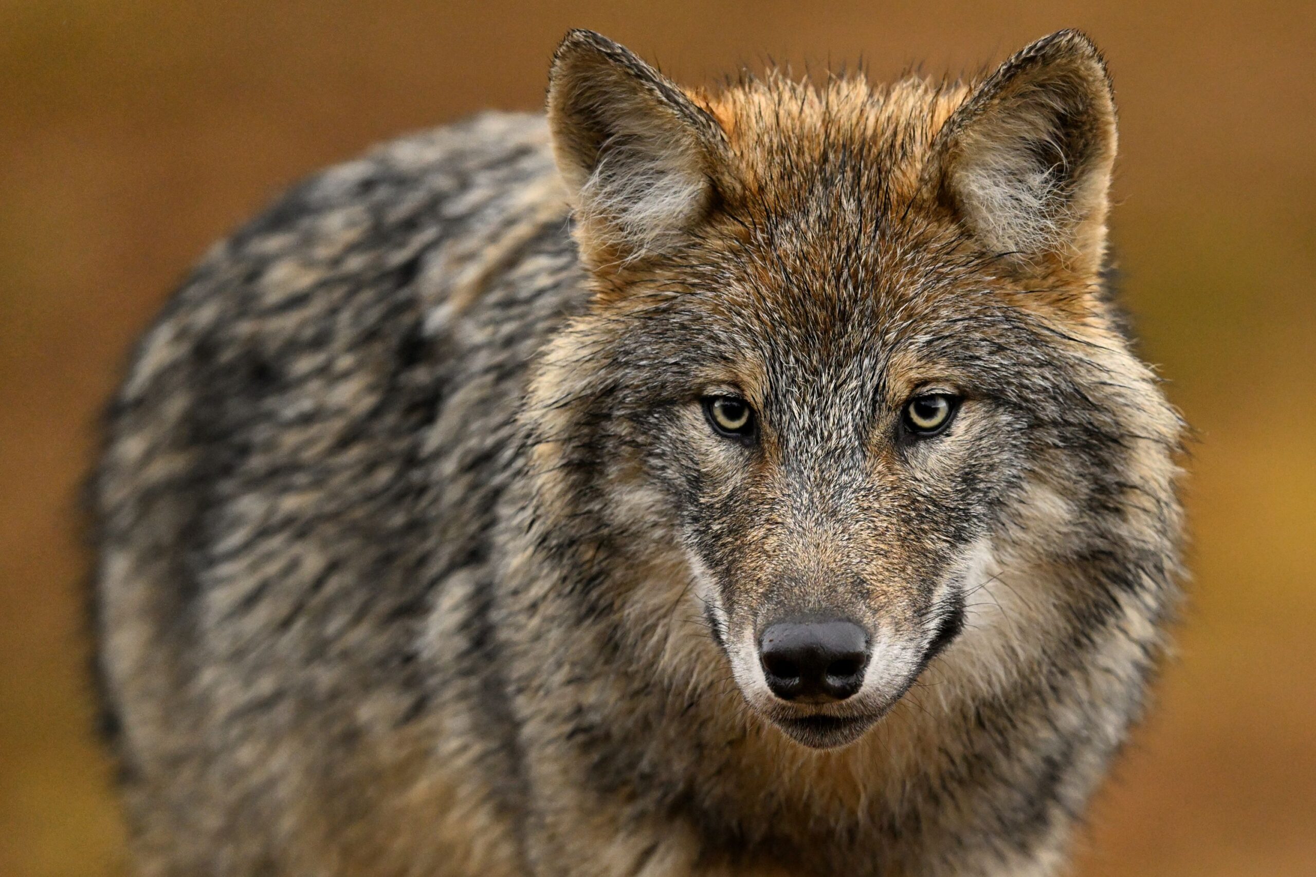 Hundratals volontärer och forskare ska samla in dna-prover på varg i november och december. Foto: Mats Westerbom