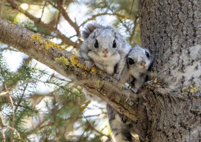 Flygekorrens arvsmassa har inventerats – kan stärka skyddet
