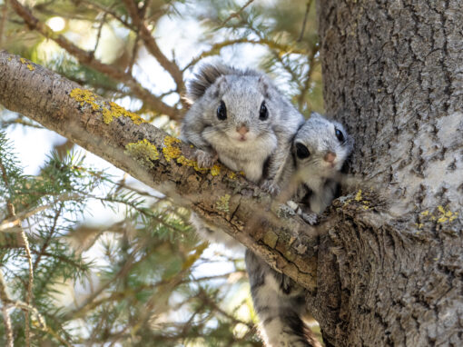 Flygekorrens arvsmassa har inventerats – kan stärka skyddet