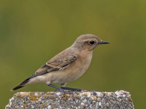 Fåglar flyttar upp i bergstrakter för att undgå hetta