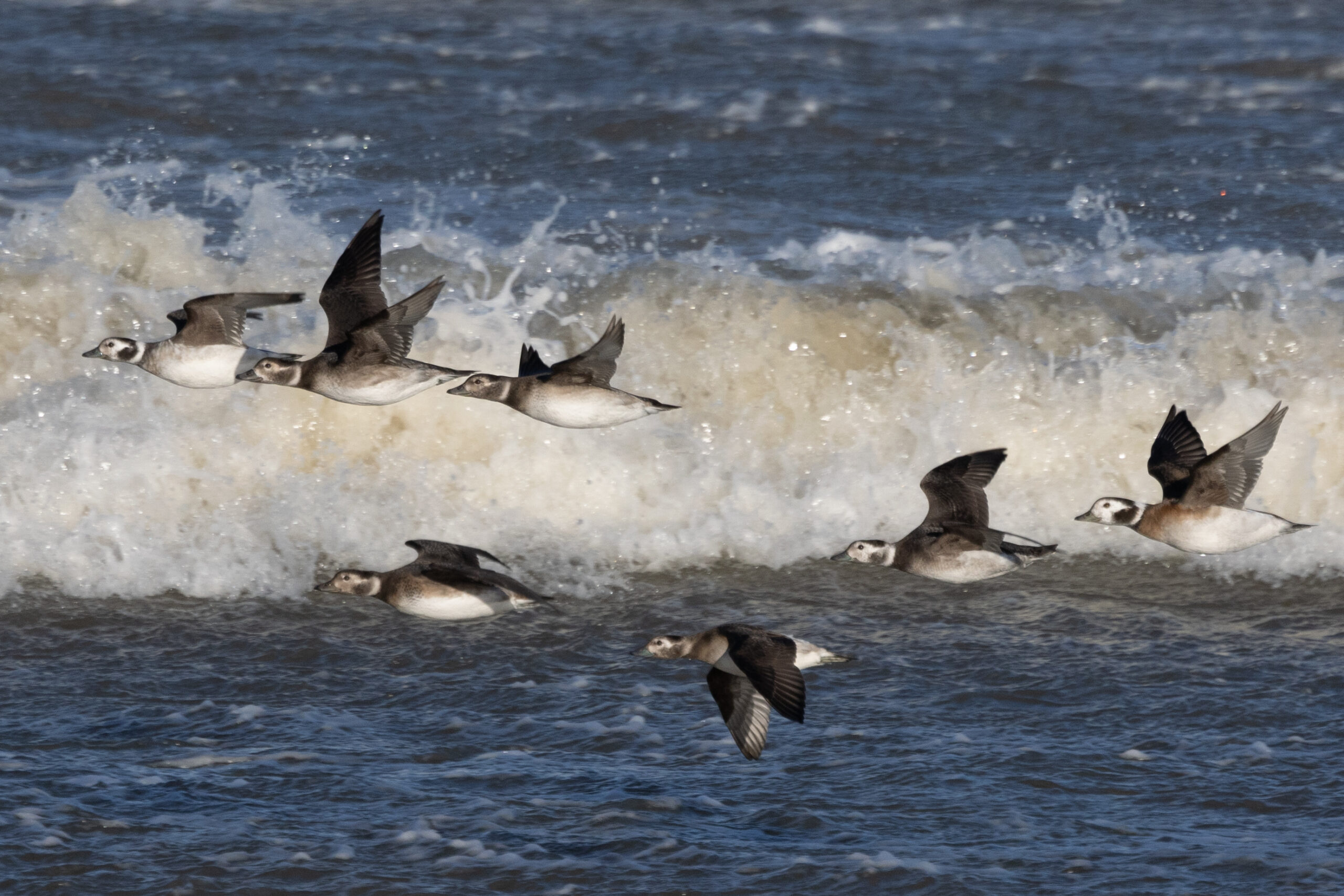 Spithamn lockar till sig tusentals alfåglar under höstmigrationen i oktober. Foto: Annika Forsten