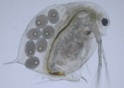 Kräftdjur och märlor känsliga för artificiellt ljus