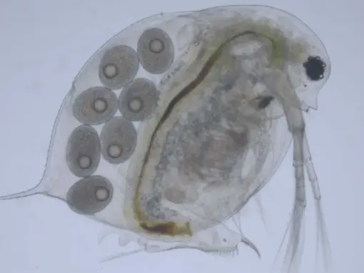 Kräftdjur och märlor känsliga för artificiellt ljus