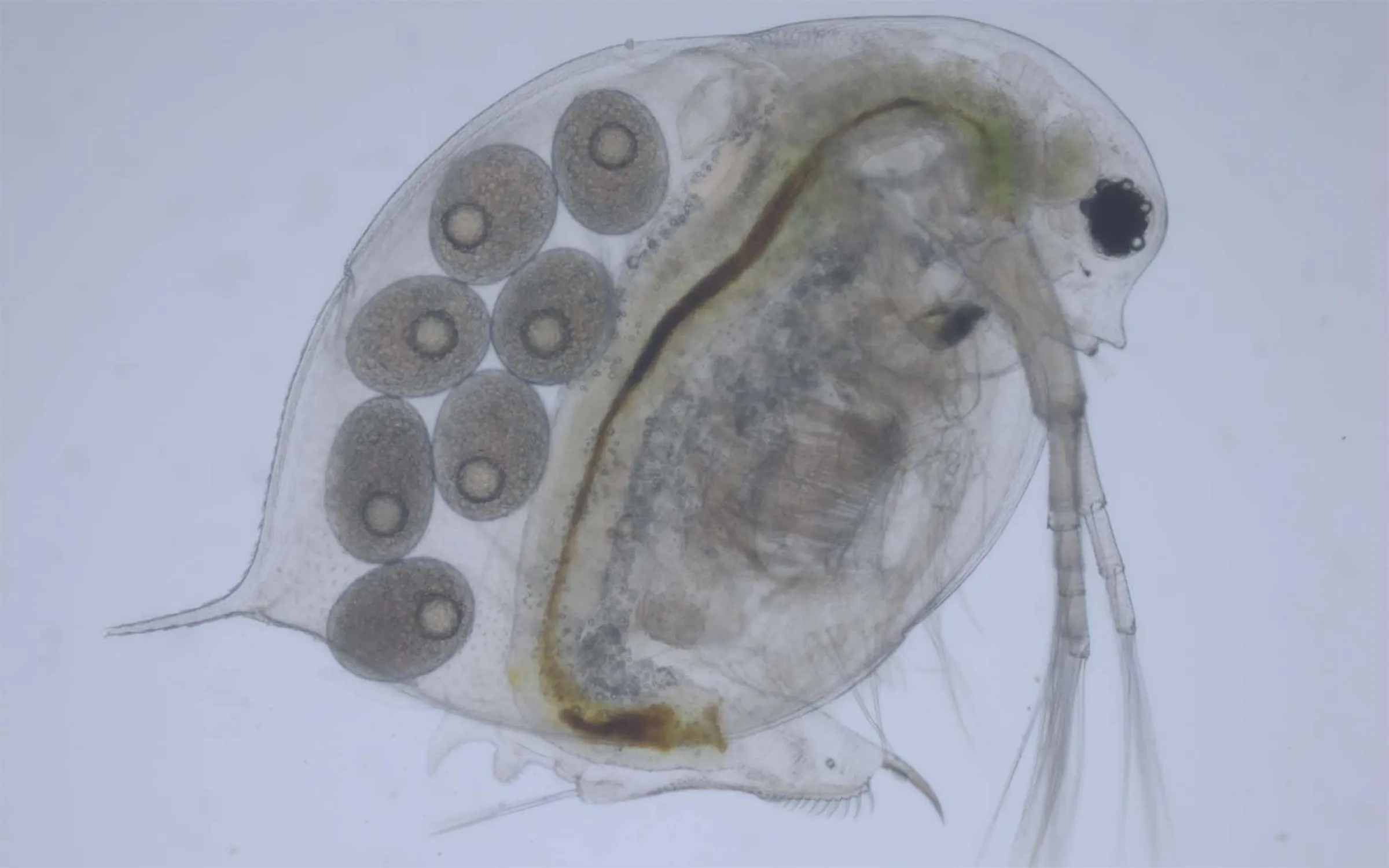 Vattenloppan Daphnia pulicaria gillar inte att bli upplyst och förbländad under natten. Foto: Panpan Wang