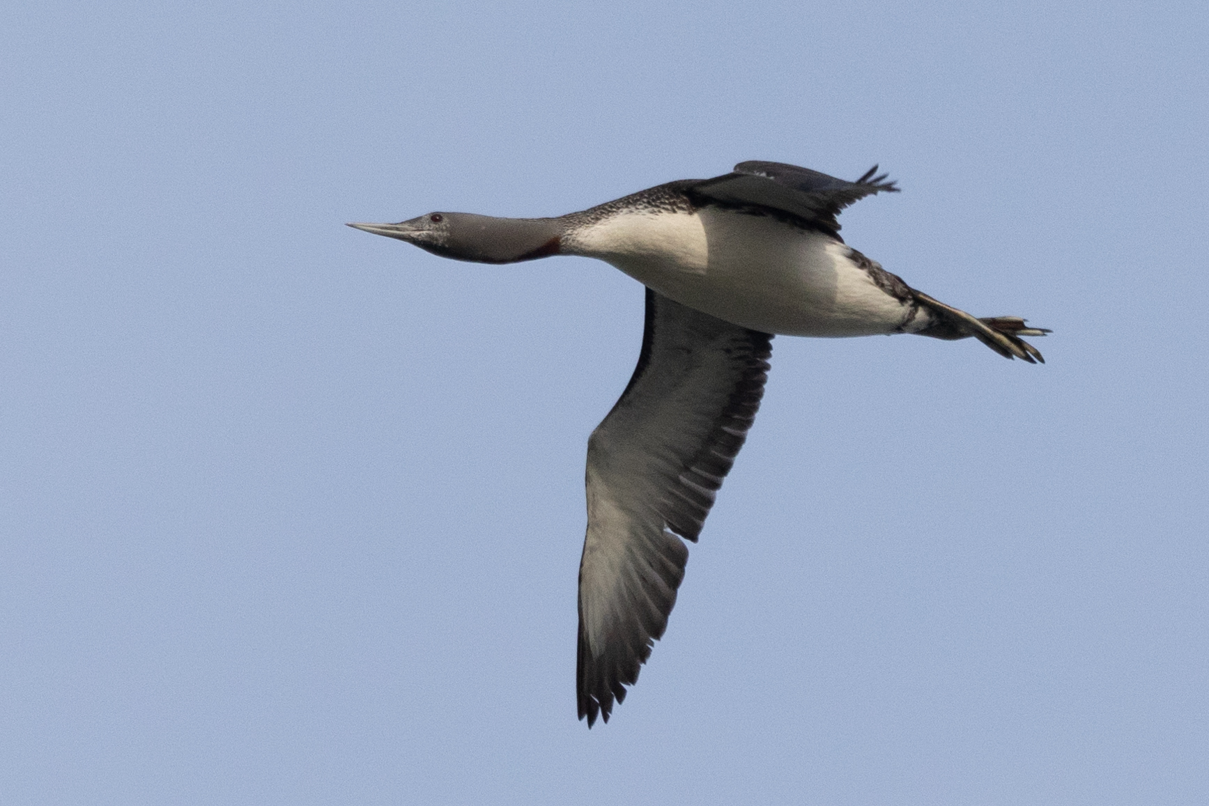 En smålom passerar Spithamnsudden i Rickul. Foto: Annika Forsten