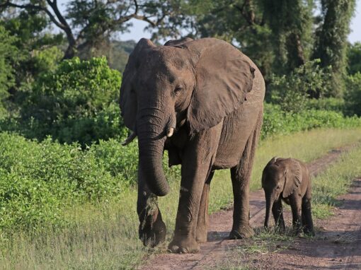 Afrika söder om Sahara har förlorat en fjärdedel av sin biodiversitet