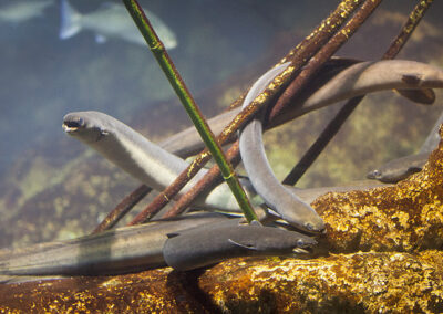 Forskarnas uppmaning till julfirarna: Ät inte utrotningshotad ål!