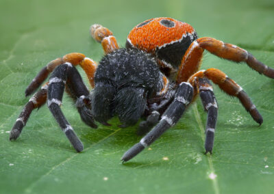 Finländska forskare hittade tiotals nya djurarter