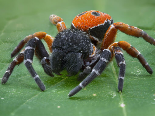 Finländska forskare hittade tiotals nya djurarter
