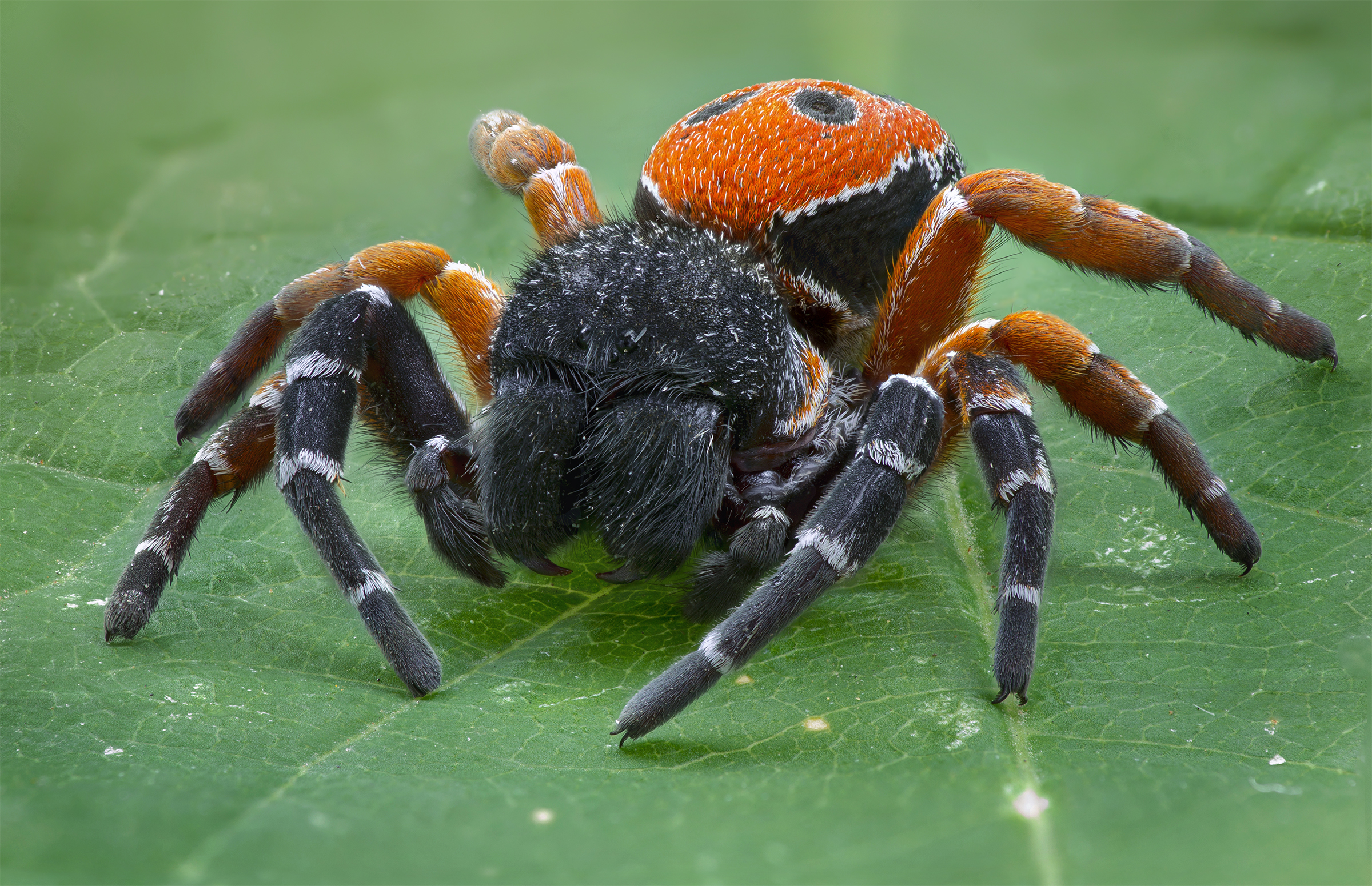 Sammetsspindel. Den här färggranna Eresus albimarginatus-sammetsspindeln hittades i Georgien. Foto: Armen Seropian