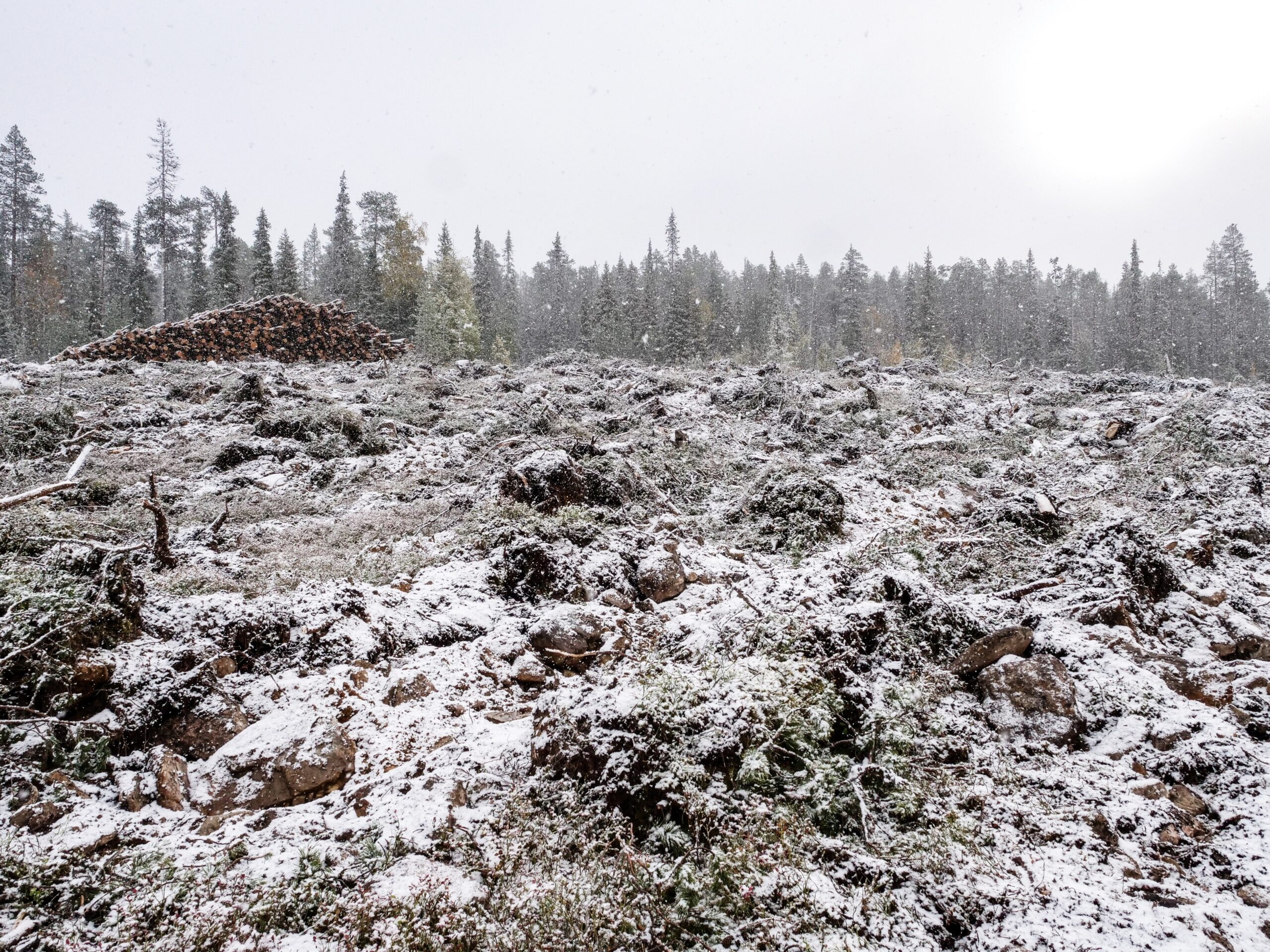 Avverkning i Salla, Värriö. Kalhyggen och överdimensionerade avverkningar ökar utsläppen från markanvändningssektorn. Foto: Greenpeace