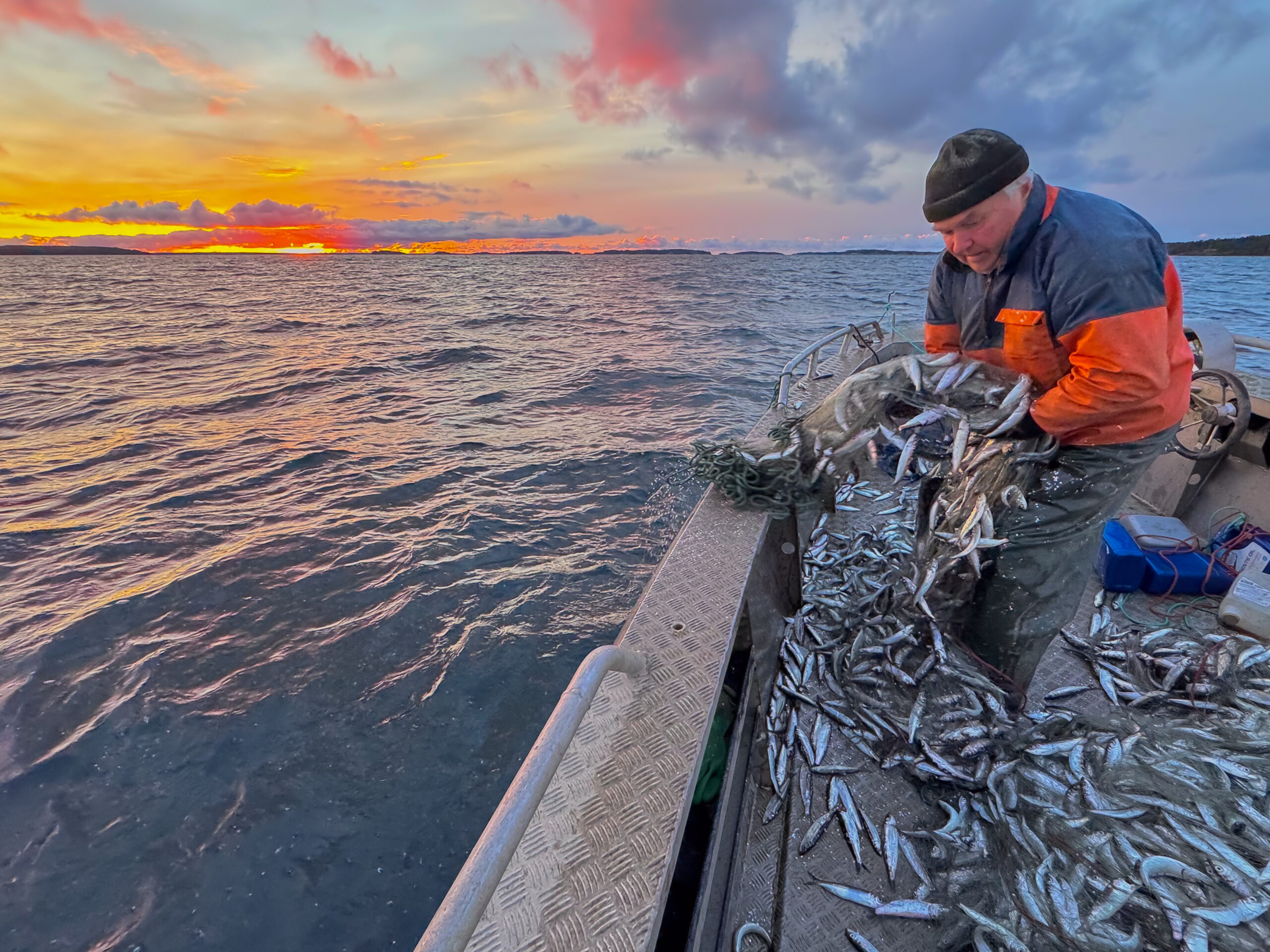 B&ouml;rje &Ouml;hmans str&ouml;mmingsfiske har &ouml;vertr&auml;ffat f&ouml;rv&auml;ntningarna de tv&aring; senaste &aring;ren, men fiskelyckan varierar. Ibland &auml;r n&auml;ten halvtomma. Havet ger och havet tar. Foto: Maria Carling