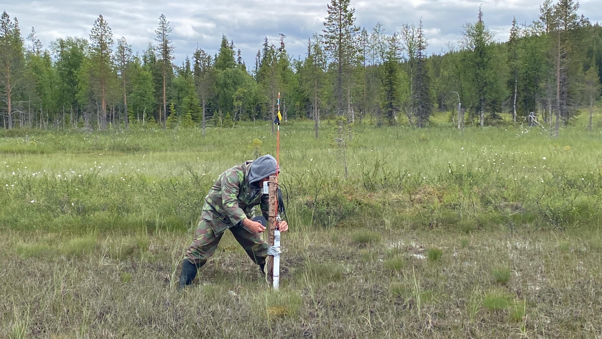 Restaureringen av myrmarken i Matorova m&auml;ts med digitala verktyg f&ouml;r att s&auml;kerst&auml;lla att &aring;tg&auml;rderna gynnar klimatet, vattenfl&ouml;det och artrikedomen. Foto: Omar Nimr / Ule&aring;borgs universitet
