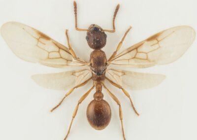 Forskare upptäckte ny supergen bland myror