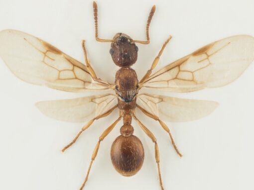 Forskare upptäckte ny supergen bland myror