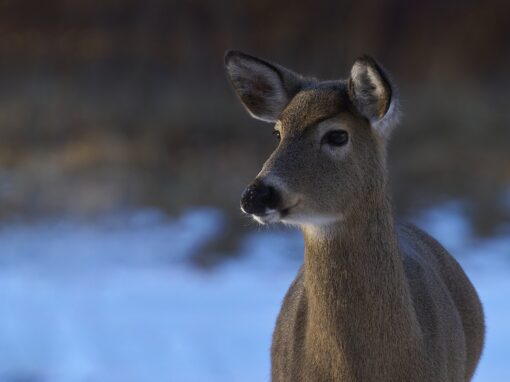 Antalet vitsvanshjortar växer stadigt