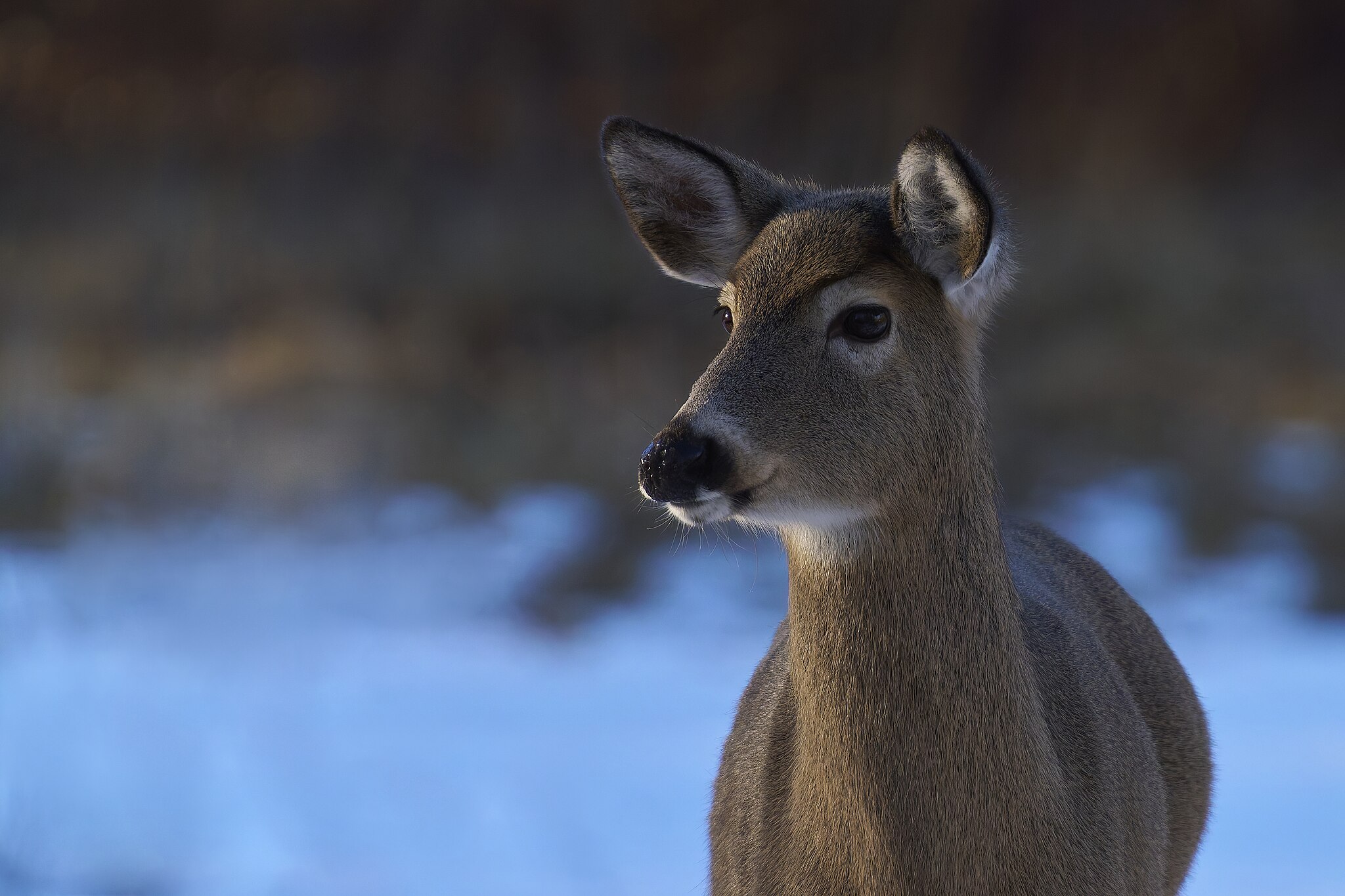 Det fanns omkring 120 000 vitsvanshjortar i Finland i februari, enligt Naturresursinstitutets kalkyler. Foto: Wikimedia Commons / Paul Danese