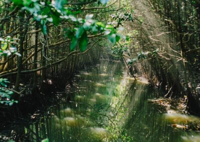 Mangroveskogar hotas av värmeslag