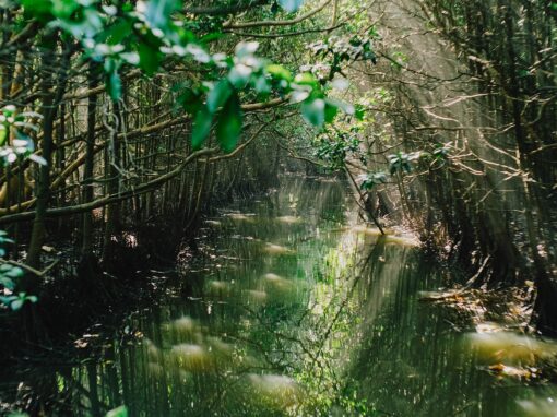 Mangroveskogar hotas av värmeslag