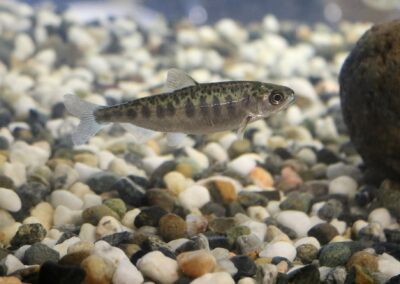 Uppvärmda älvar gör livet surt för laxen