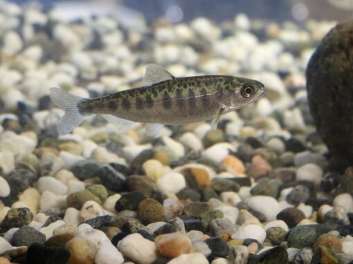 Uppvärmda älvar gör livet surt för laxen