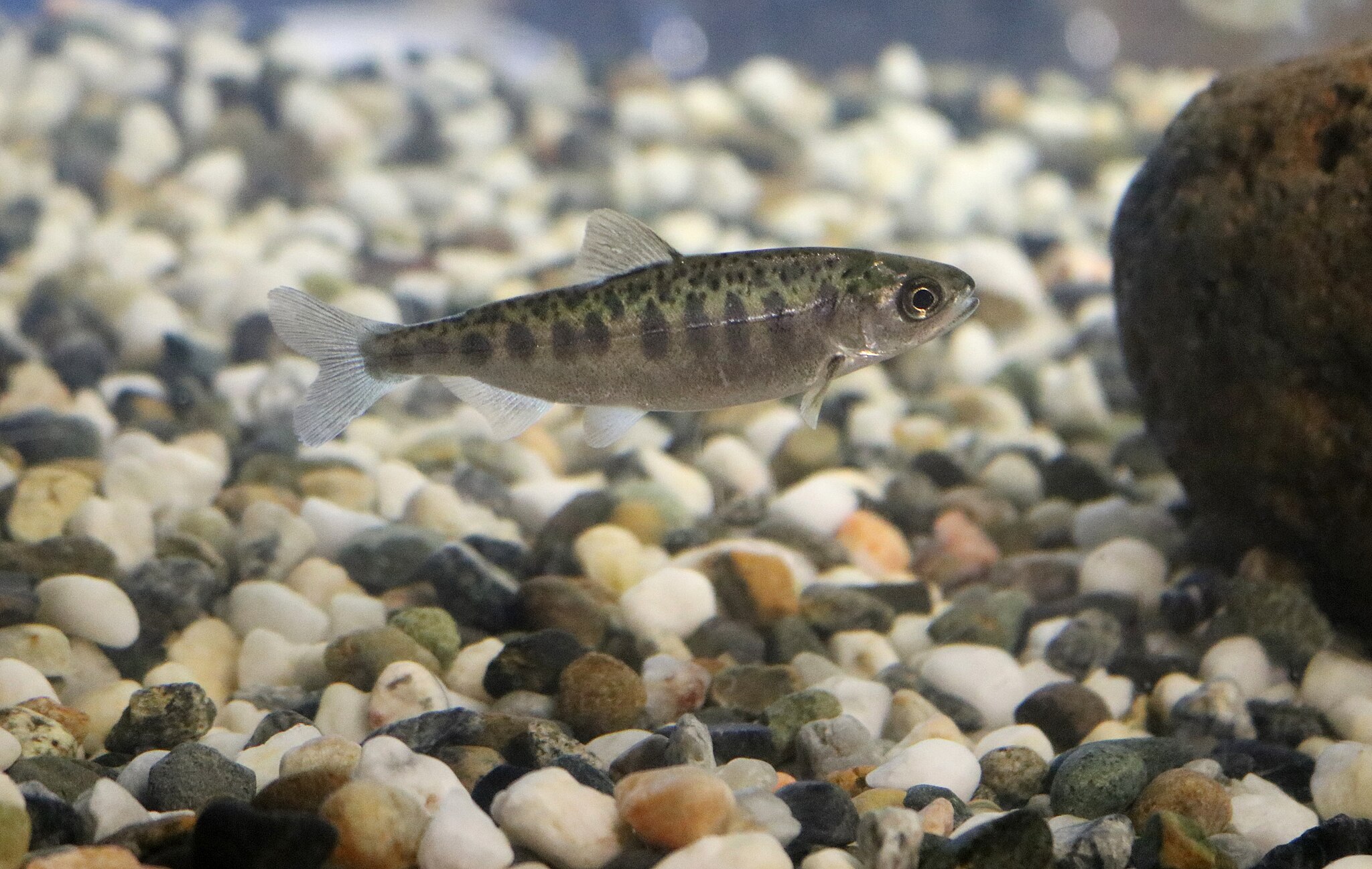 Laxyngel uts&auml;tts f&ouml;r klimatrelaterad stress som kan h&auml;mma laxbest&aring;ndet, uppger Naturresursinstitutet. Foto: Wikimedia Commons / usfws_pacificsw/