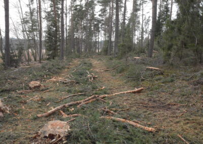 Nytt hot mot naturskogar – 70 000 hektar kan stryka med