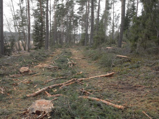 Nytt hot mot naturskogar – 70 000 hektar kan stryka med