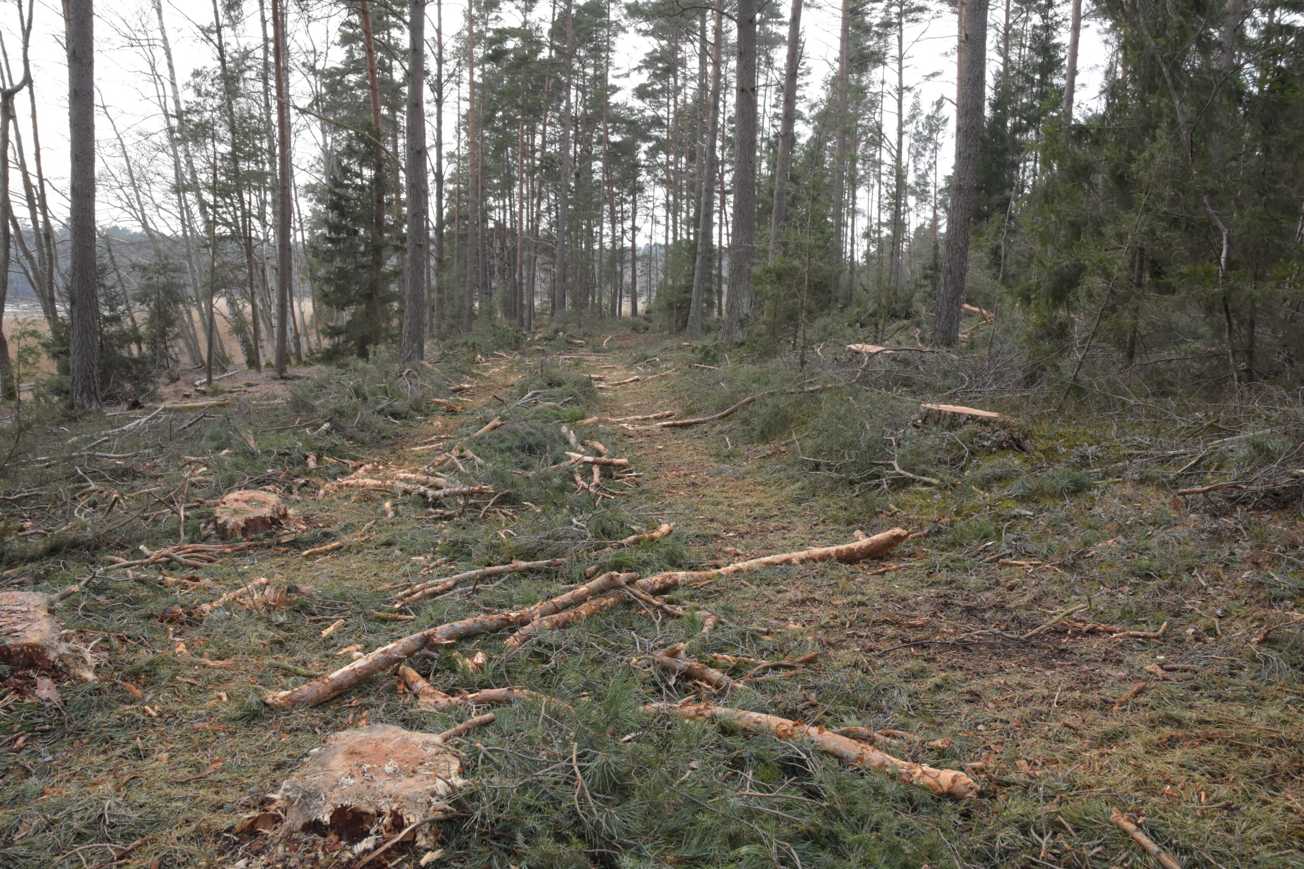 Jord- och skogsbruksministeriet vill justera definitionen av boreal naturskog genom att h&ouml;ja tr&auml;dens &aring;ldersgr&auml;ns. Foto: Mikael Sj&ouml;vall